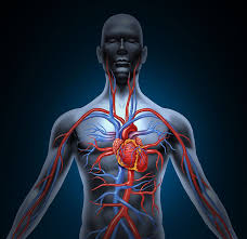 Anatomy and Physiology