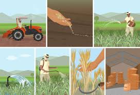 Crop Production Techniques