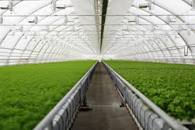 Greenhouse Farming Techniques