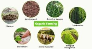 Organic Farming Strategies