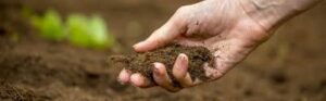 Soil Health and Fertility